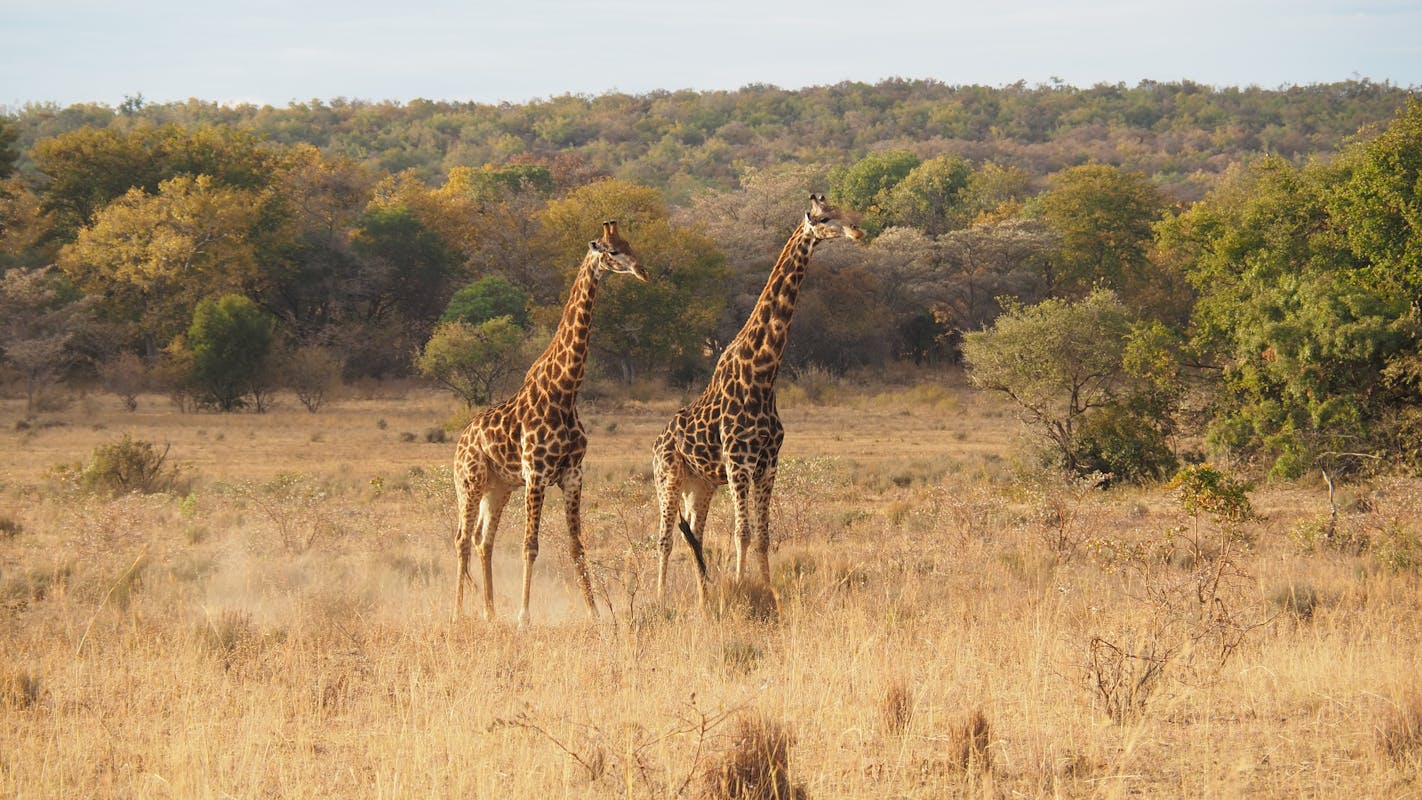 Prive jet naar Kruger Park